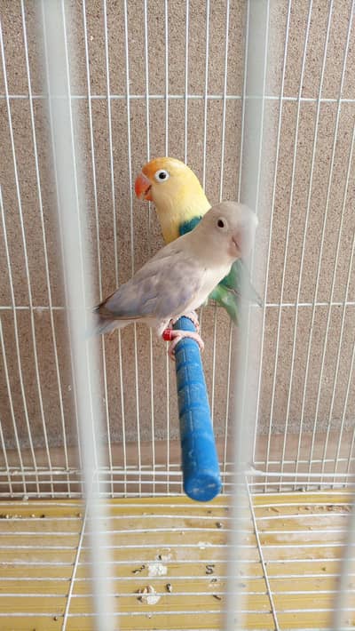 Love birds
