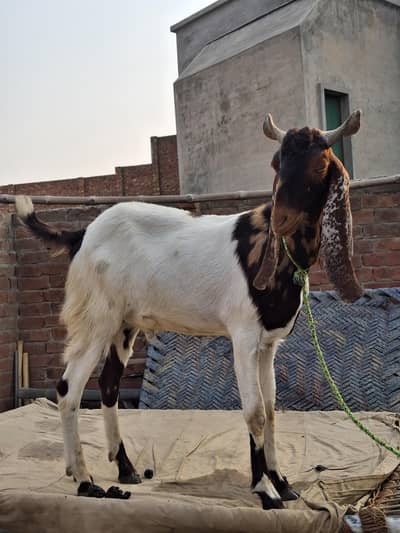 Bakra for sale