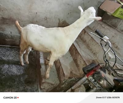 Sasti Qurbani 2026