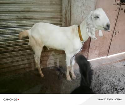 Sasti Qurbani 2026