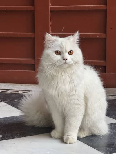 Adult male persian. Cat