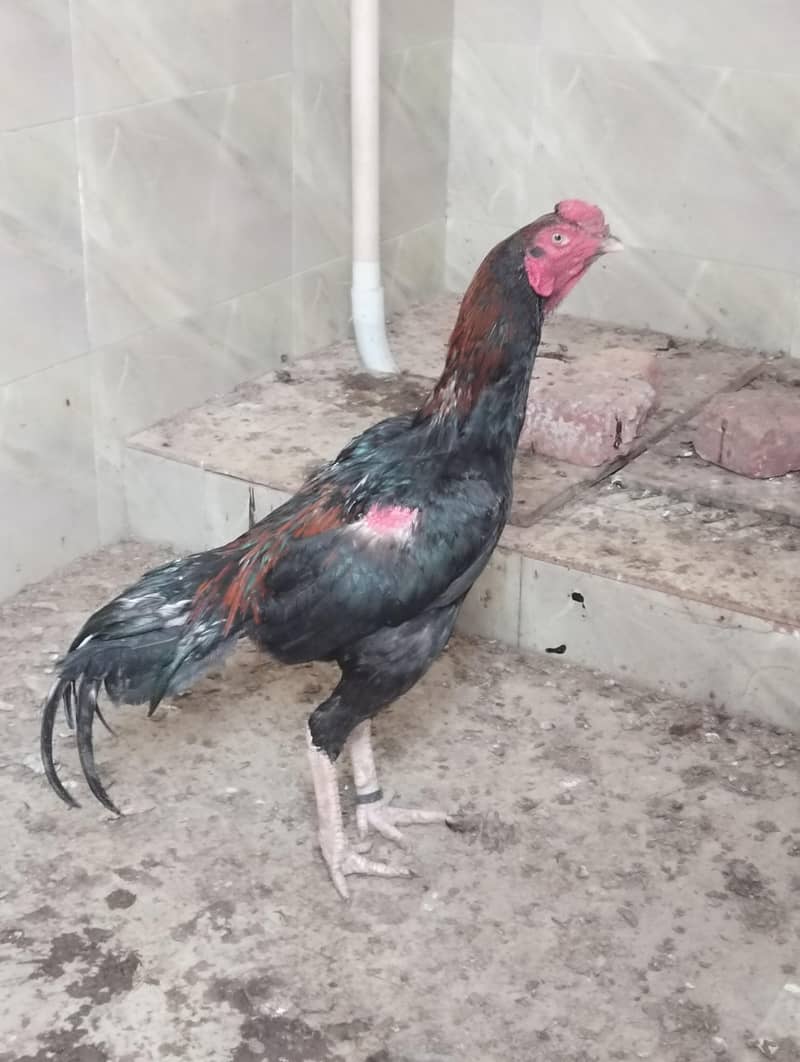 aseel Sindhi patha 0