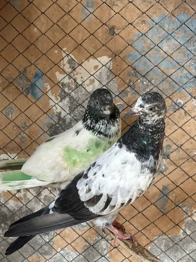 Ferozpuri pigeons 2 pairs for sale