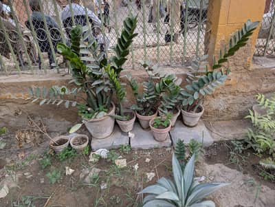 ZZ Plant