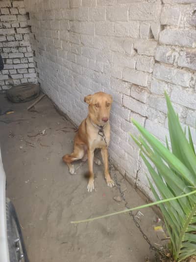 for sale