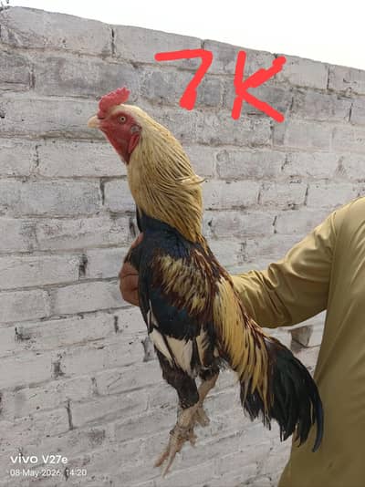 jawa male 7k lakha male 5k lakhi female 3500 dosri female 2500