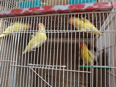 LOVE BIRD'S FOR SALE DECINO