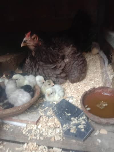 bantam chicks for sale