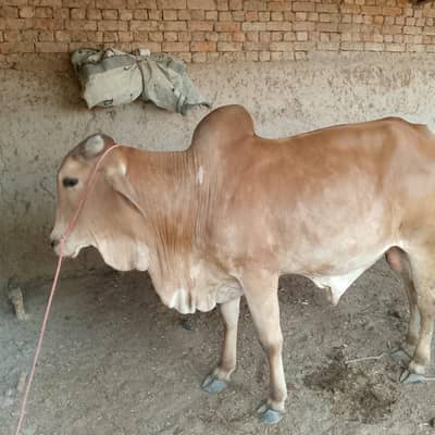do dant bachra qurbani k ley for sale