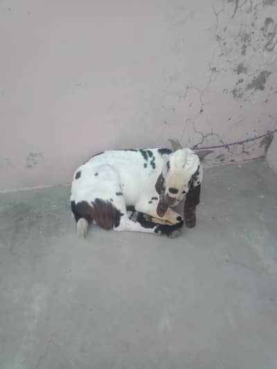 bakra for sale