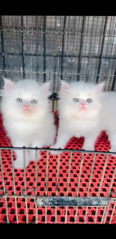 Quality Persian Punchface cat & kitten. moreWhatsApp 03233614642