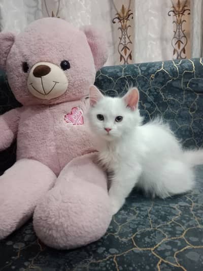 Wihite persion kitten