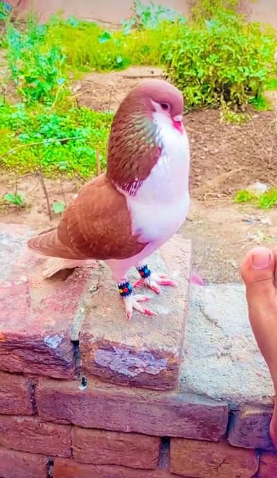 Hand Tame Kabootar
