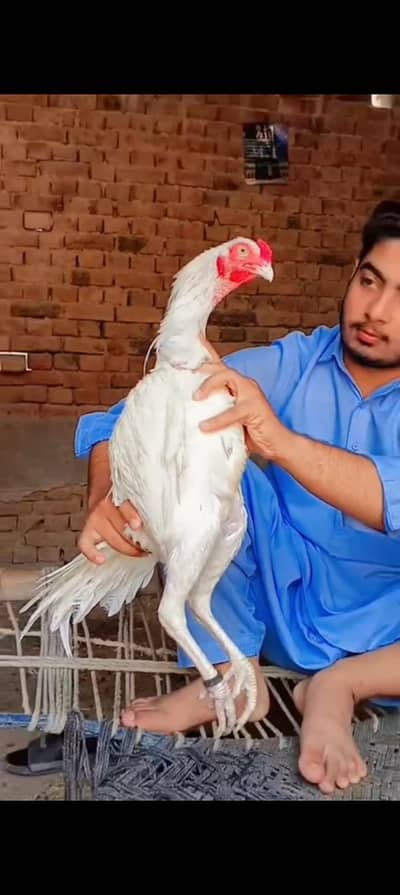 Heera Aseel Breed