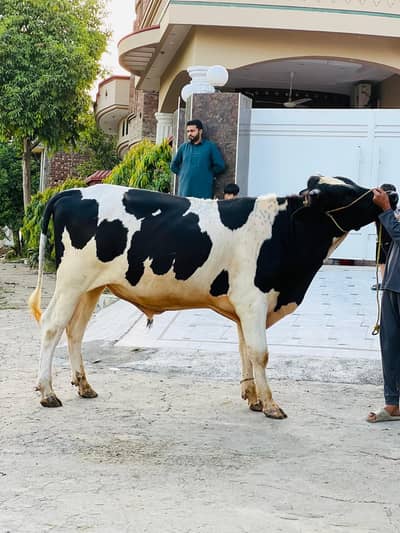 گھر کا پلا ہوا-دوندا وہرا قربانی کے لیے