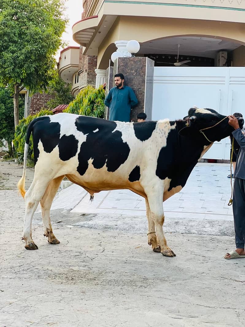 گھر کا پلا ہوا-دوندا وہرا قربانی کے لیے 0