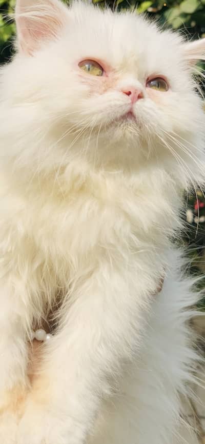 Perian cat for sale