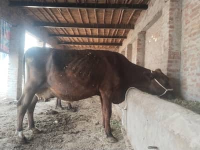 cow for sale 8kg 15 dono time ka.  MashAllah. alha quality ha