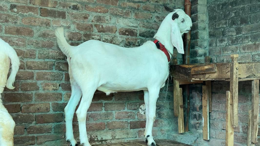 white Bakra 2 daant l khasi bakra l Rajanpuri Bakra - Goats - 1114229278