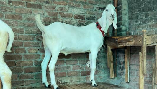 white Bakra 2 daant l khasi bakra l Rajanpuri Bakra