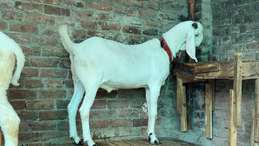 white Bakra 2 daant l khasi bakra l Rajanpuri Bakra - Goats - 1114229278