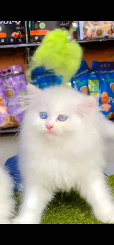 Quality Persian Punchface cat & kitten. moreWhatsApp 03233614642