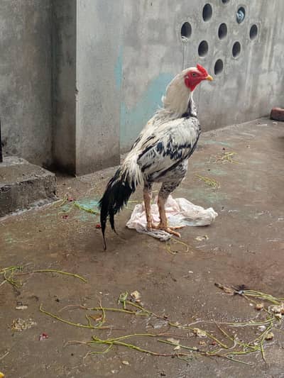 jawa aseel