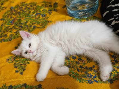 Persian kittens for sale, very playful.