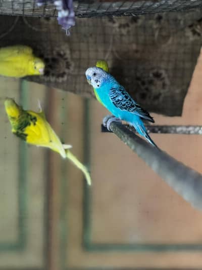 22 budgies breeders for sale