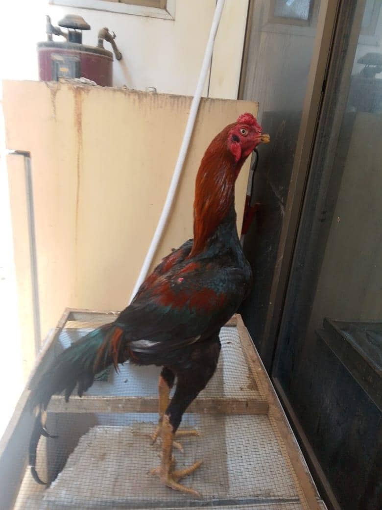 aseel murga pair 1