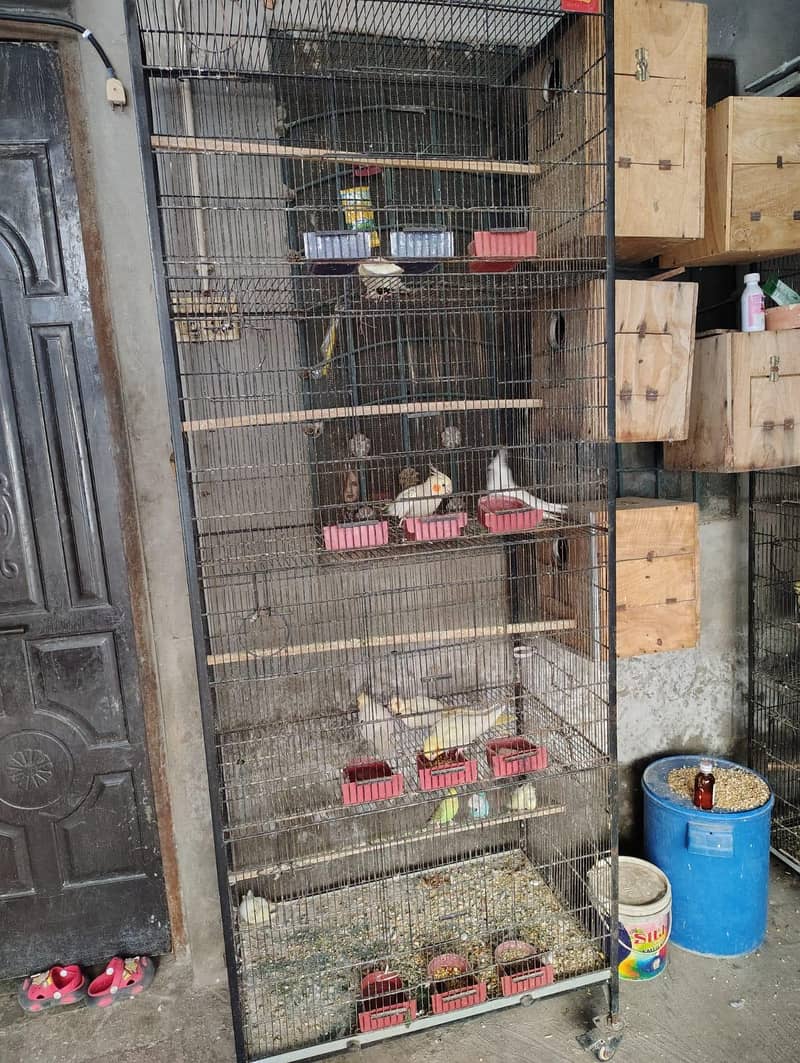 Cages In Multan 0