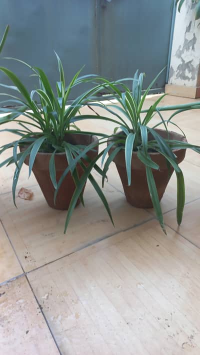 Spider plant SALE