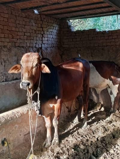 sahiwal whara