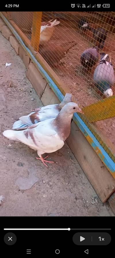 Pigeon chicks available