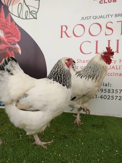 Light Sussex chicks / chicks / hens / murga / Aseel / male / fancy