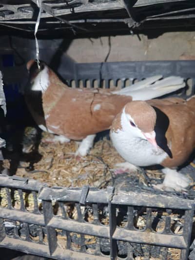 i want to sale my fancy pigeons