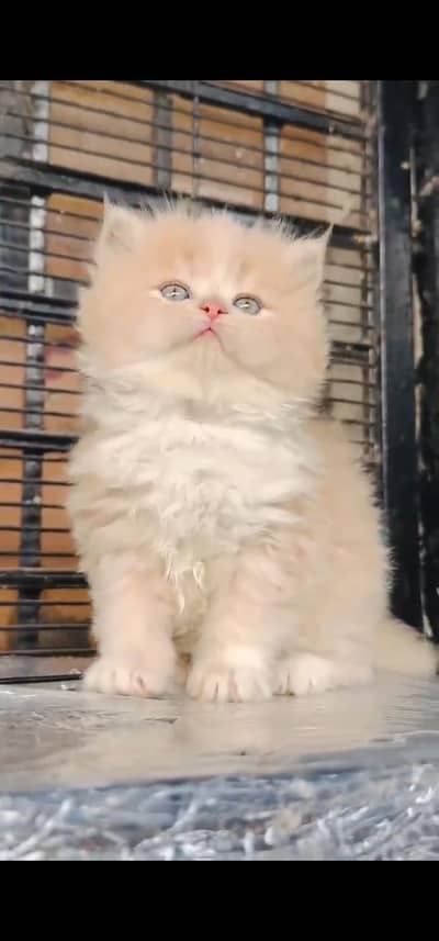 Quality Persian Punchface cat & kitten. moreWhatsApp 03233614642