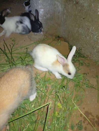 Baby Rebbits Sell Collor Full