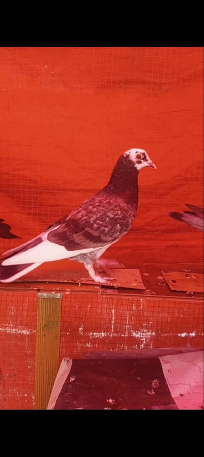 fancy Male Kabootar