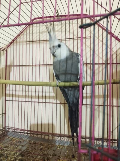 cocktail pair female tame ha  white face male ha