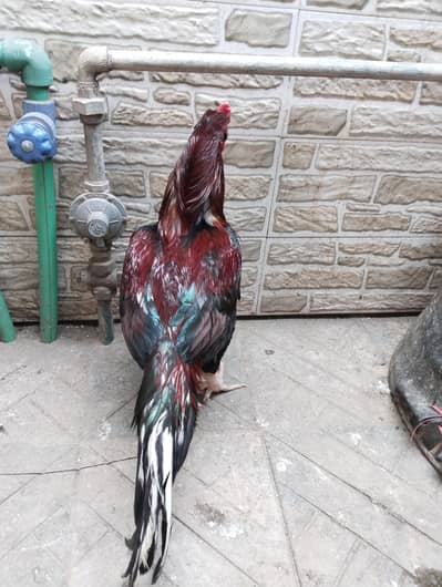 Aseel murga and murgi jora for sale