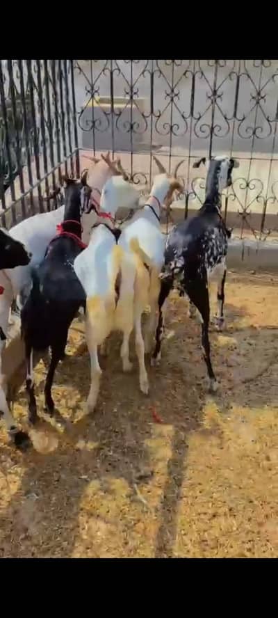 2 Dant khassi Fancy Bakray