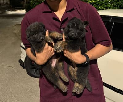 German Shepherd Puppies | GSD Long coat