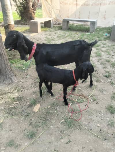 Healthy  rajanpuri bakri with baby boy