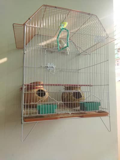 2 albino red eyes (with cage) & 2 austrailian budgies (without cage)