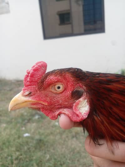 Mianwali Aseel breeder Pair and Aseel chicks for sale in Lahore