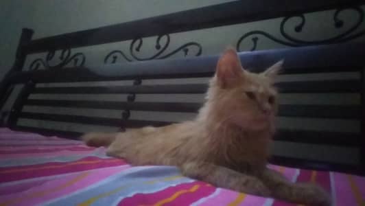 Triple coated kitten for sale