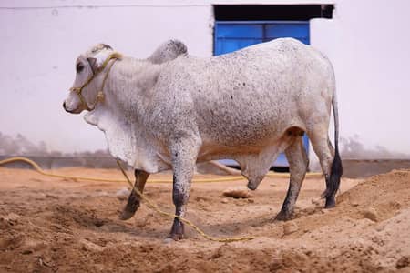 Qurbani Sale 2026