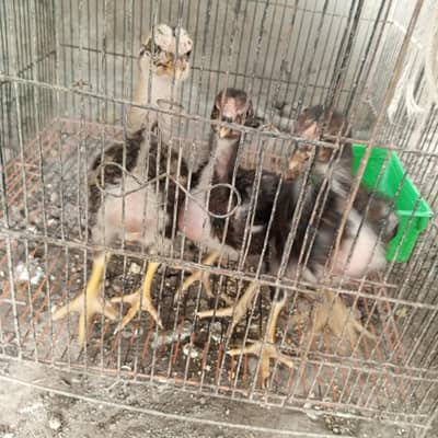 high quality chicks of aseel for sale
