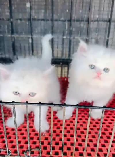 Persian cat triple cod for sale,my WhatsApp 03464644037